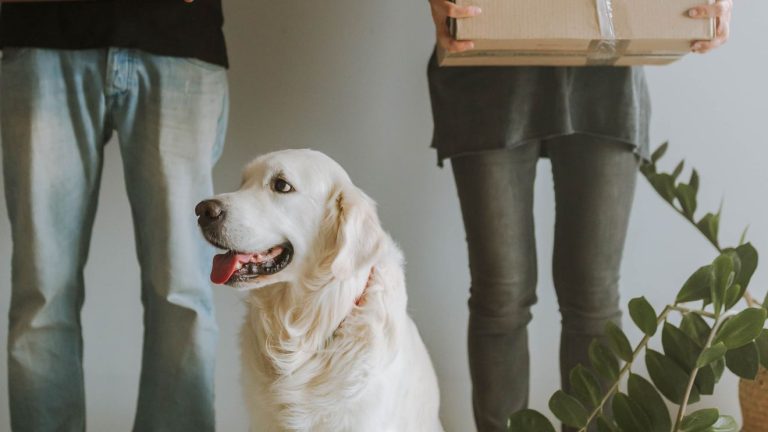 Dog sitting beside two people holding moving boxes