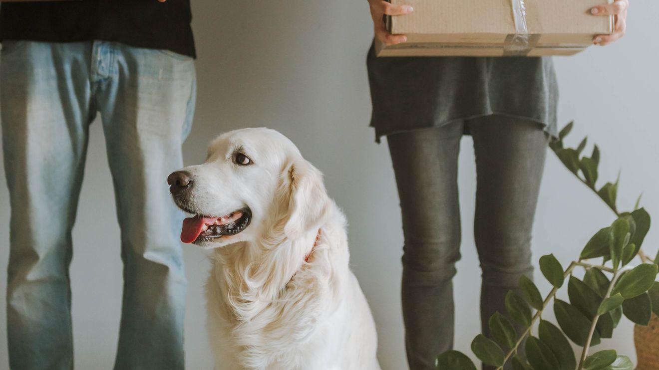 Dog sitting beside two people holding moving boxes